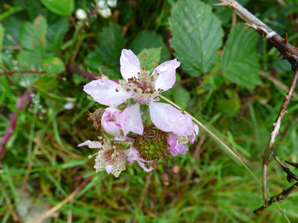 Brambles are they garden plants? Cornwall Wildlife Trust